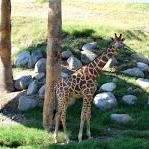 The Living Desert Zoo and Gardens