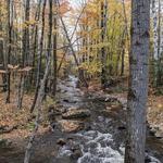 Gifford Woods State Park