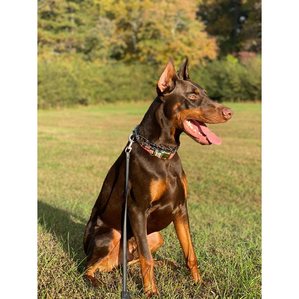 Our sweet boy, "Ace."