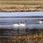 Ridgefield National Wildlife Refuge