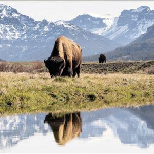 Roadtrip through Yellowstone & Grand Tetons
