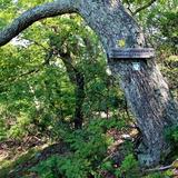 Fortune's Cove Preserve