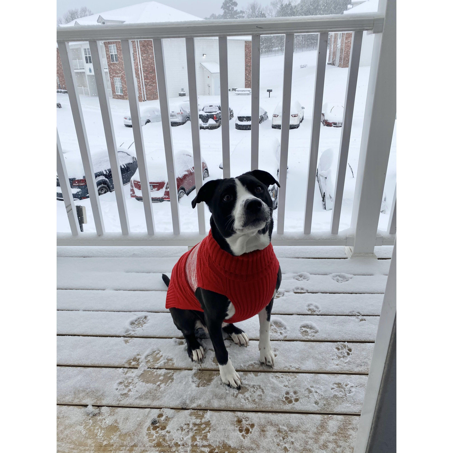 Nola in the Arkansas Snow Storm of 2021