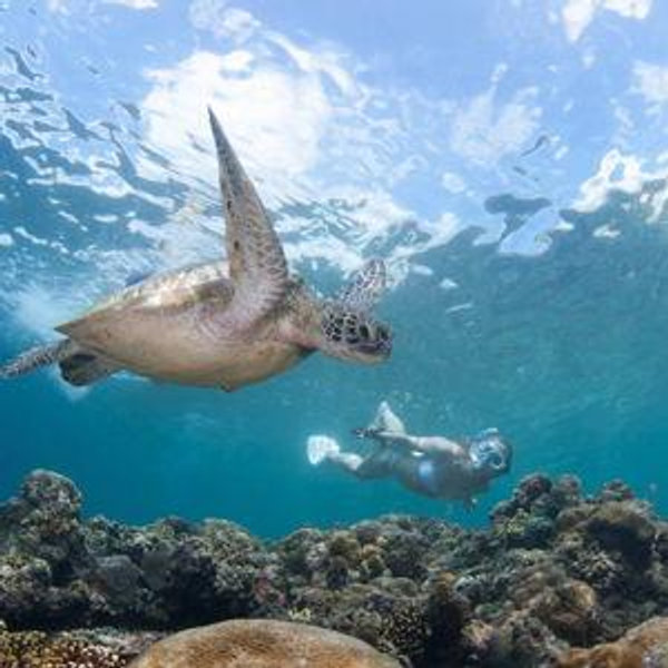 Turtle Tour Honeymoon