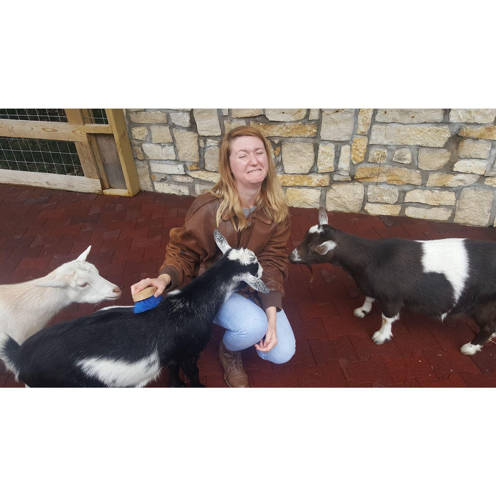 Way back from our second date, the goats found her tasty