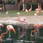 Zoo Miami