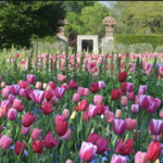 The Dallas Arboretum and Botanical Garden