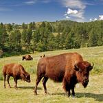 Custer State Park