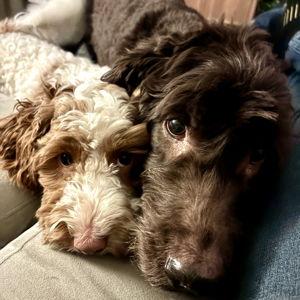 Year's Supply Of Pet Treats