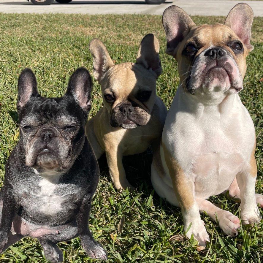 Our fur babies