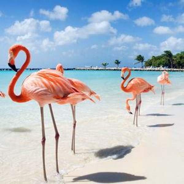 Aruba Fund