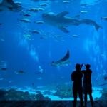 Aquarium of the Pacific