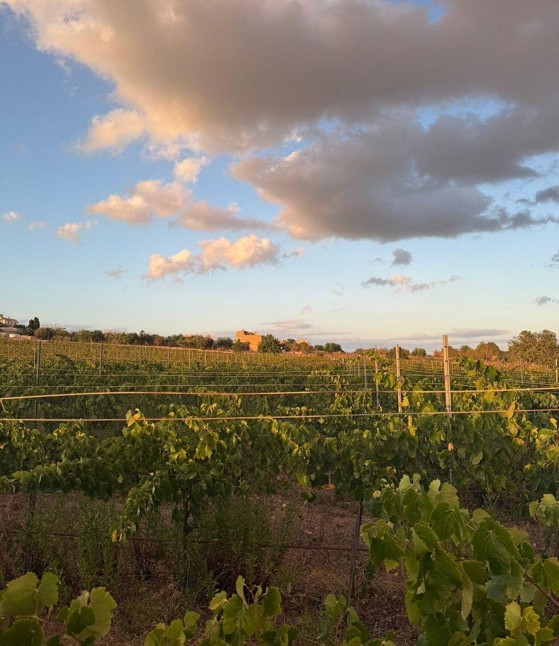 The Wedding Website of Katie Mitchell and Fraser Mackie