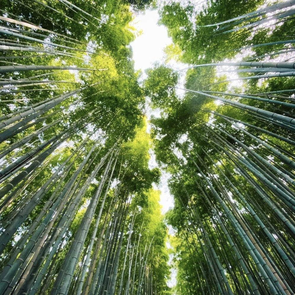 Bamboo walkway in Arashiyama, Kyoto, JP.