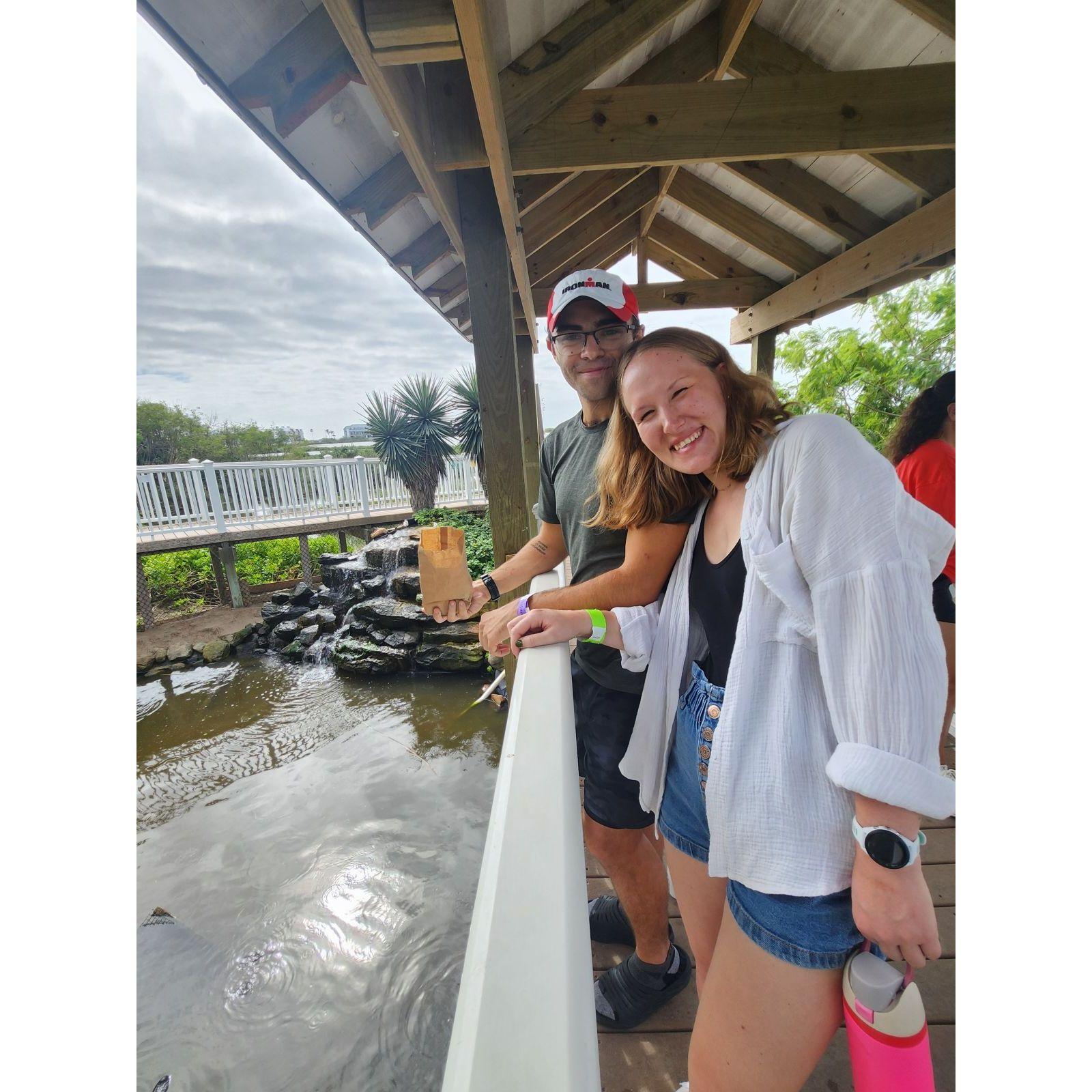 Feeding baby alligators in South Padre