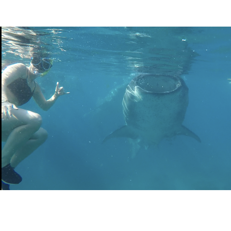 Snorkeling with whale sharks in Philippines May 2019