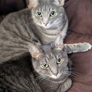 Honeymoon Cat Sitting Fund