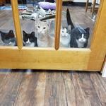 MeWow Cat Cafe