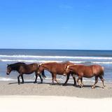 Corolla Horse Tours