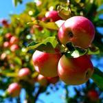 Solebury Orchards