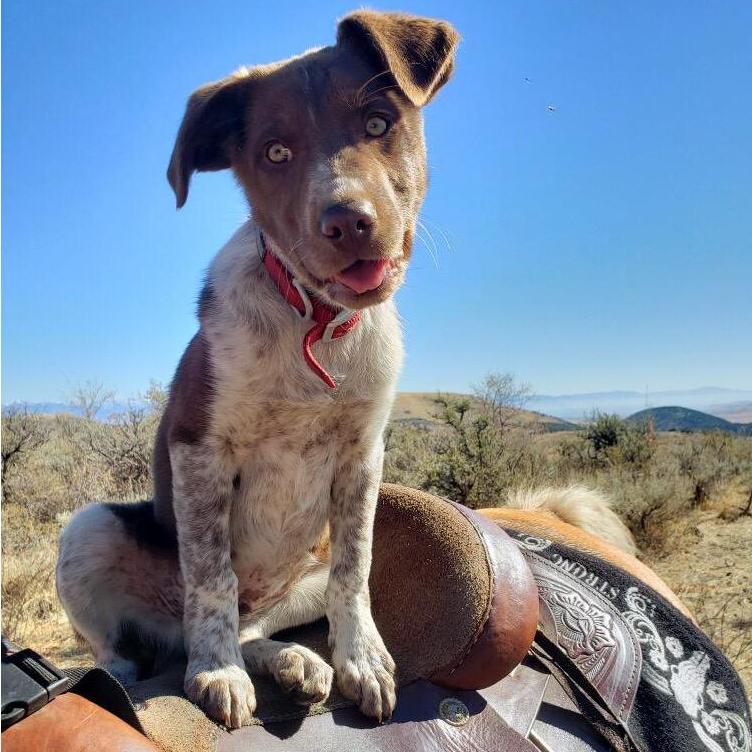 Our first puppy together.