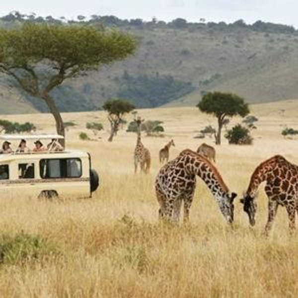 Africa Safari
