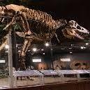 Museum of the Rockies