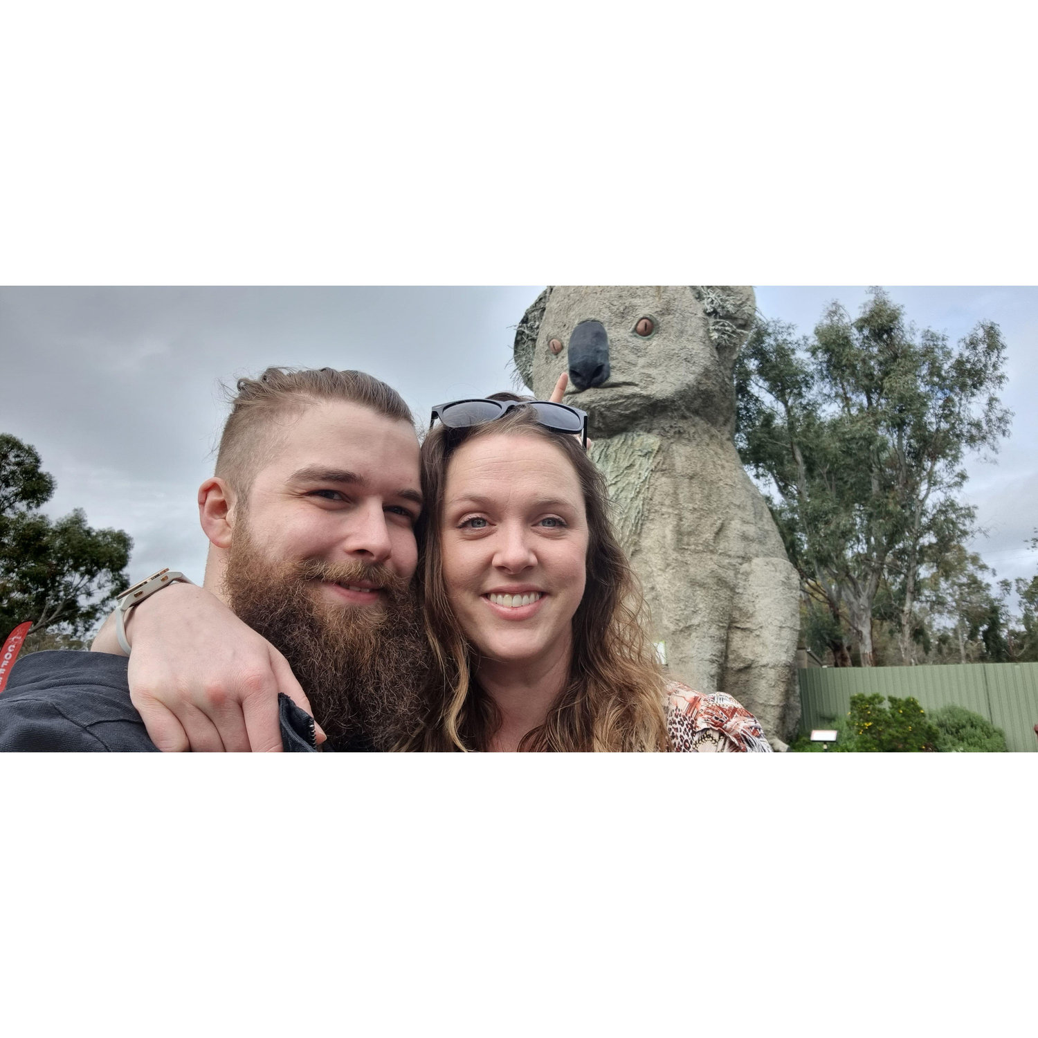 Big koala on the way to Hahndorf, 2022