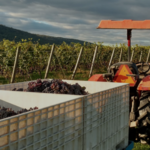 Alba Vineyard & Winery