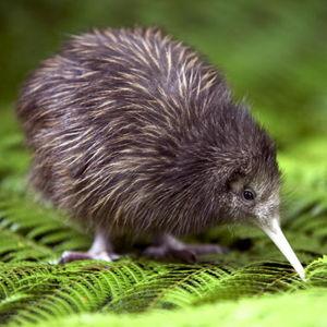 Wildlife Tour