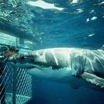 Shark Cage Diving- Great White Sharks