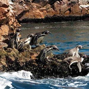 Ballestas Islands Boat Tour