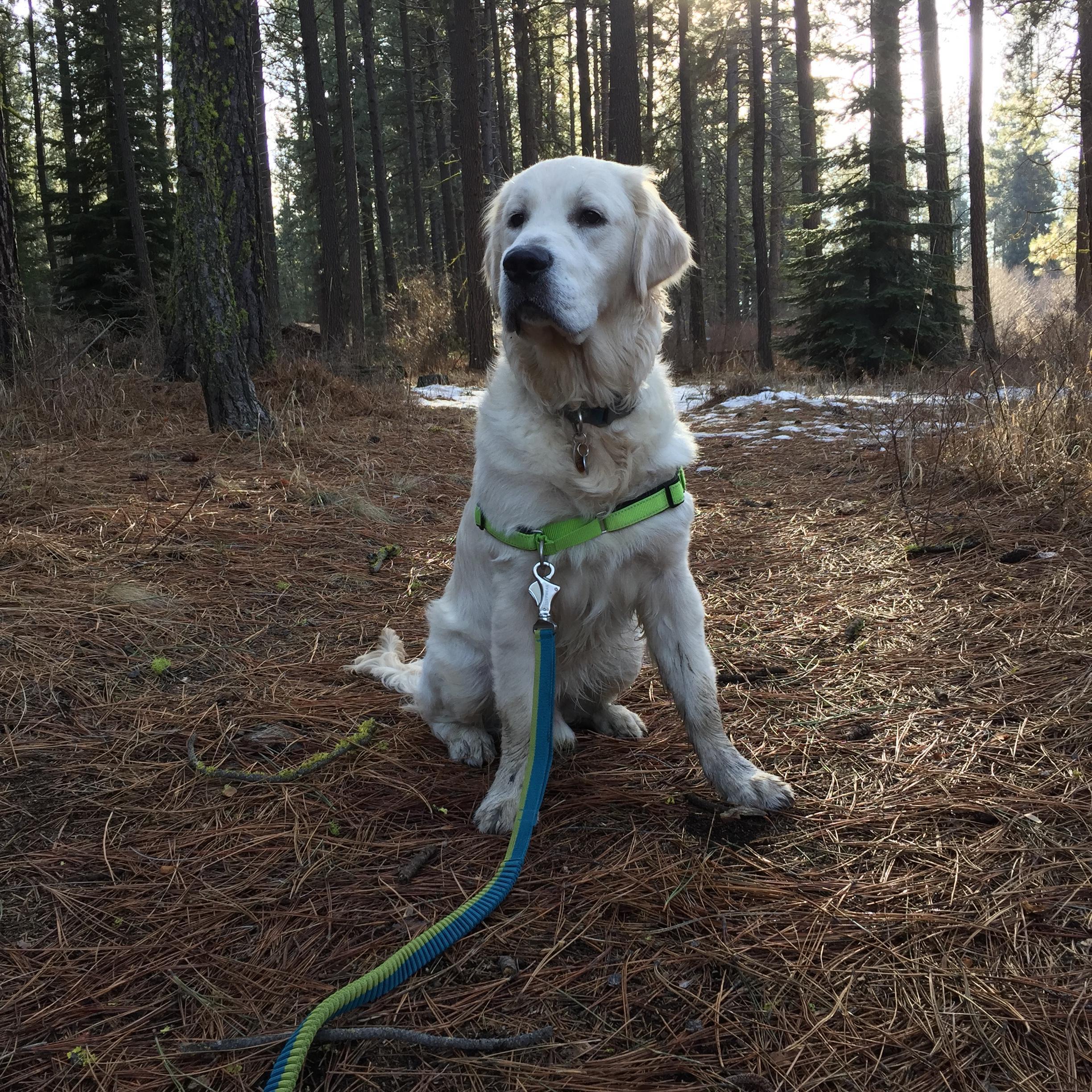 Our boy Winston at Lake Creek Lodge