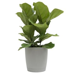 Fiddleleaf Fig Planter