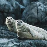 Maine Coastal Adventures