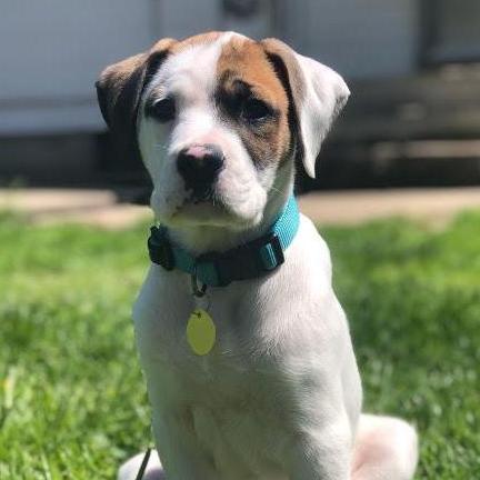 In April 2020, we got our puppy Odin!
