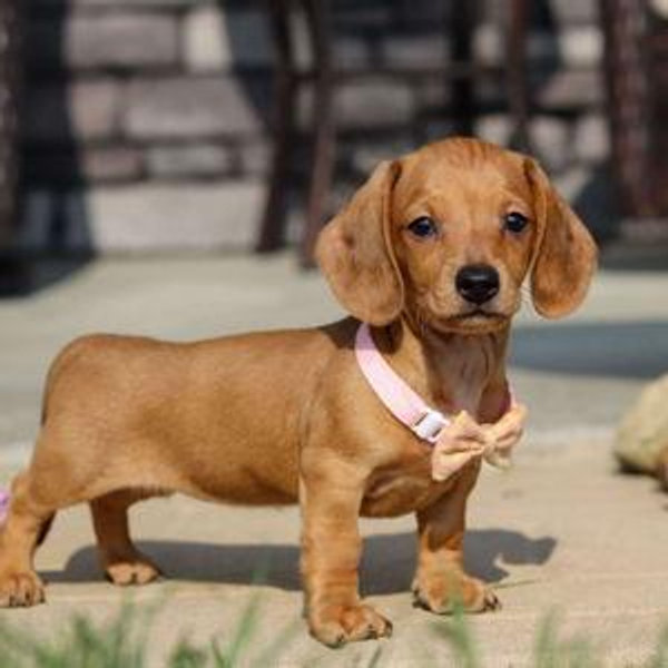 Kobe's New Sister <3
