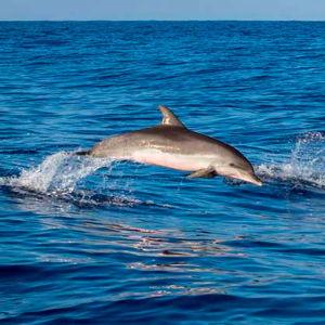 Dolphin watching boat excursion in Mazunte, MX