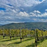 Crimson Lane Vineyards