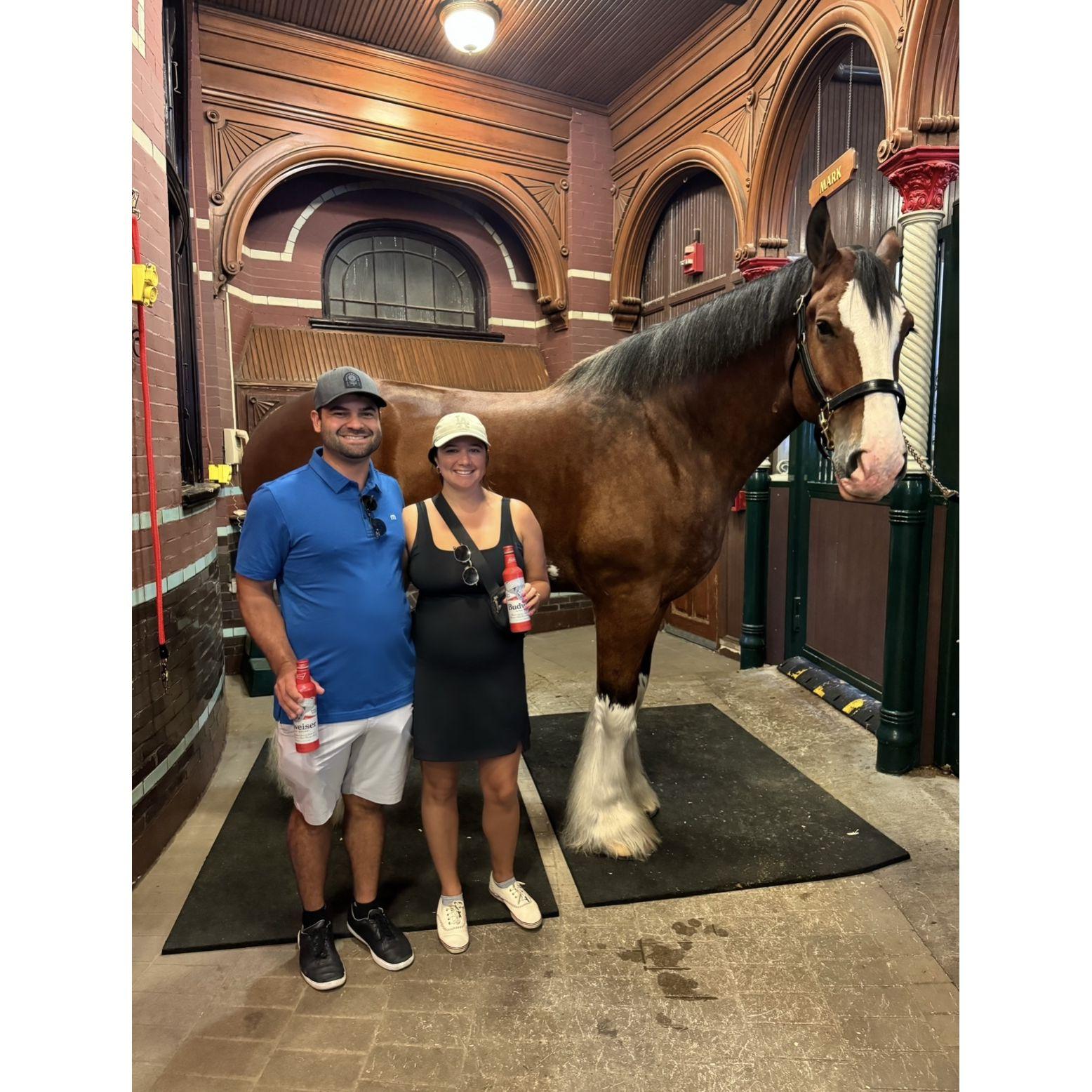 Olaf the Clydesdale!