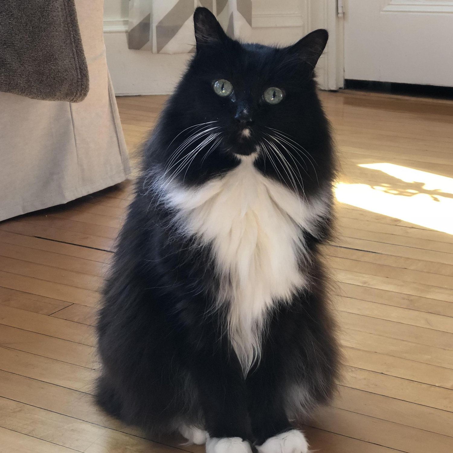 Our first fur baby, Ollie (aka Mr. Muffin)