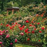 International Rose Test Garden