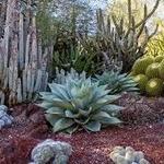 Tucson Botanical Gardens