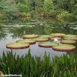 Kanapaha Botanical Gardens