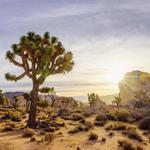 Joshua Tree National Park