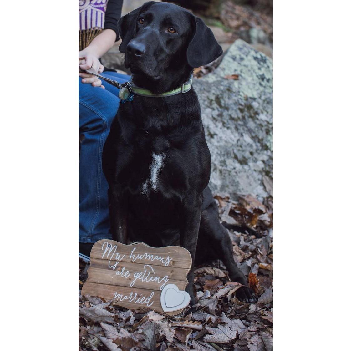 Our fur baby, Koda
