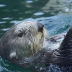 Seattle Aquarium Ocean Pavilion