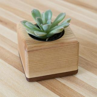 The Fillmore Succulent Planter, Set of 3