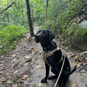 Balto's Adventure Fund