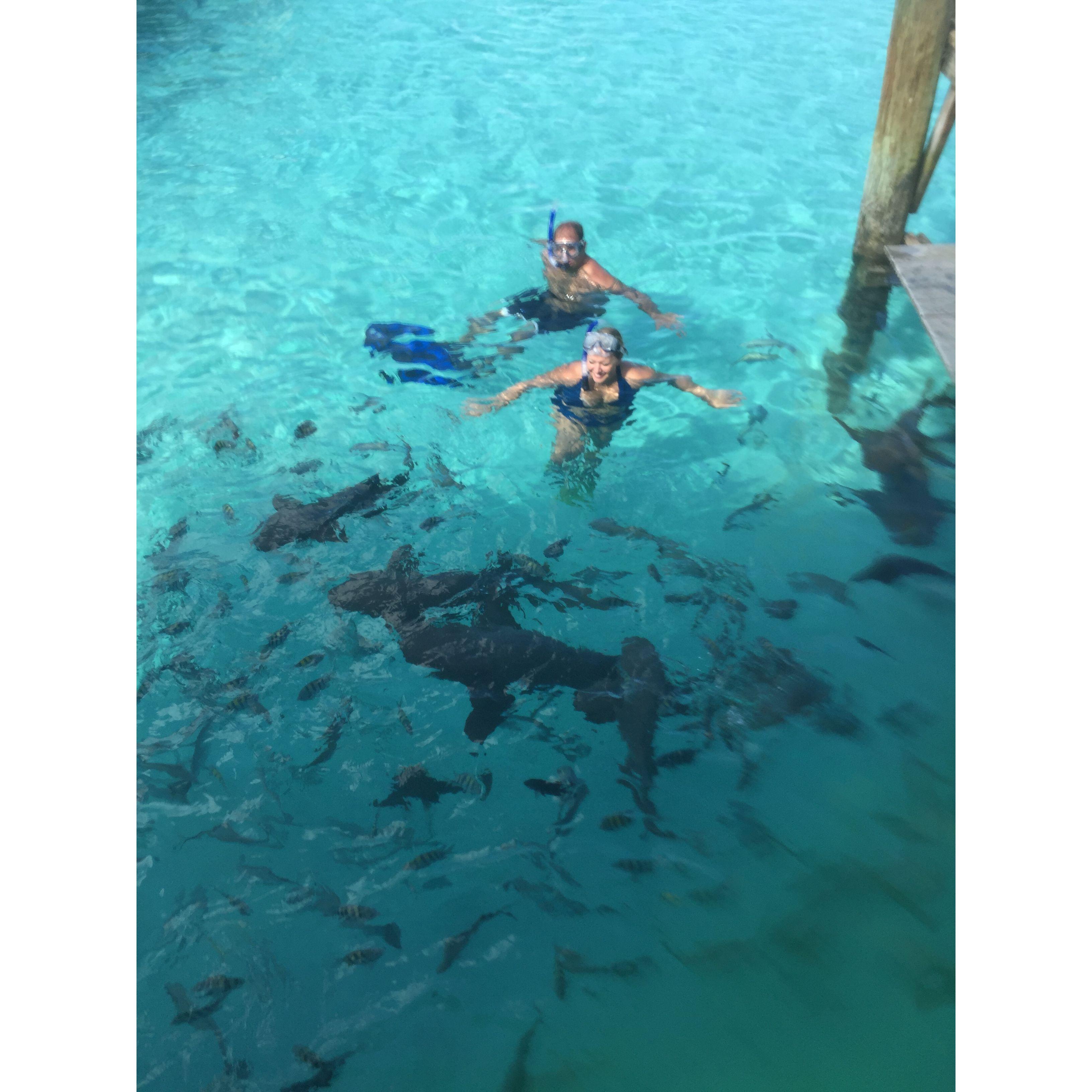 Swimming with sharks Exuma, Bahamas 2015